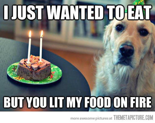 funny dog birthday